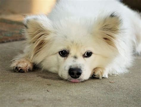 myltiporm|Maltese Pomeranian Mix: Maltipom Facts, Traits & More.